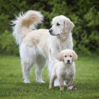 Dog Accessories Wet pet food Junior 400g 6 Piece -3- Anifit